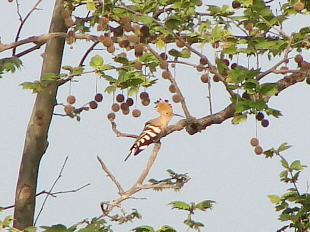 macchia grande e la sua avifauna